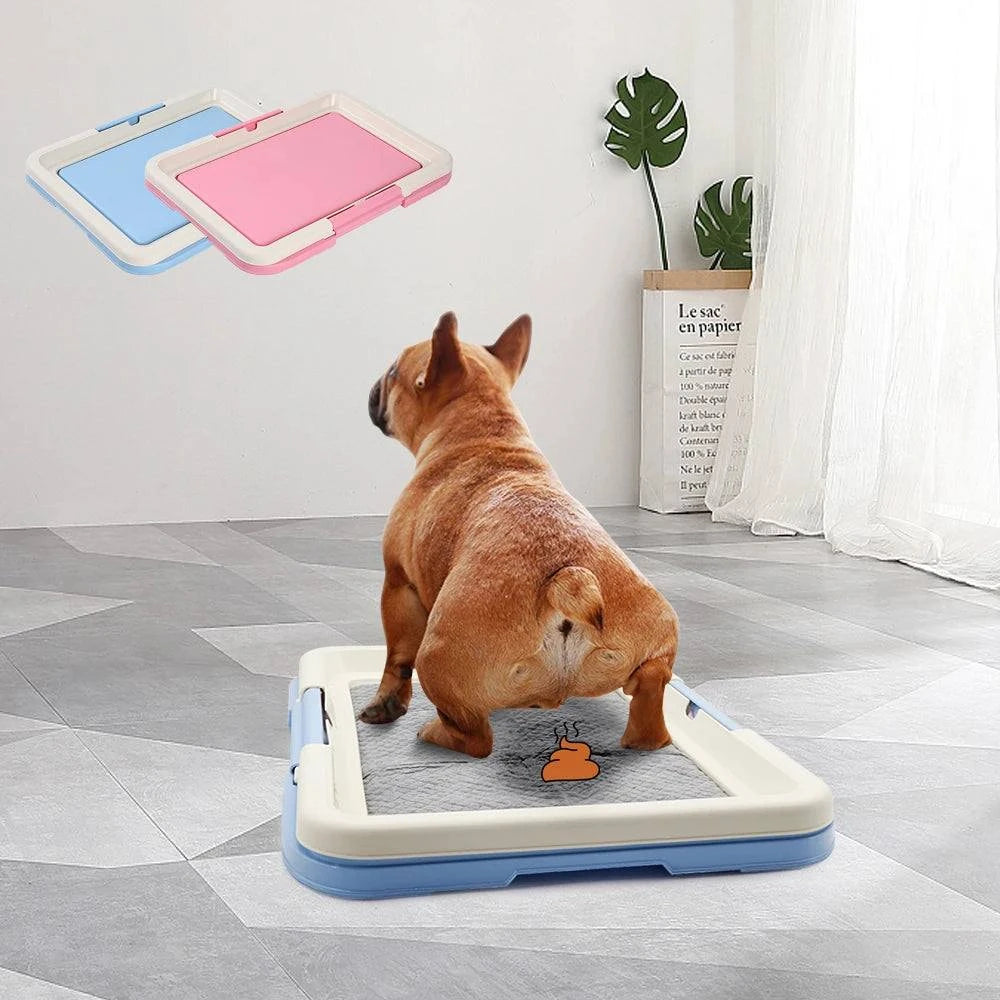 Indoor potty for small dogs with a brown dog using the blue and white training pad in a modern room