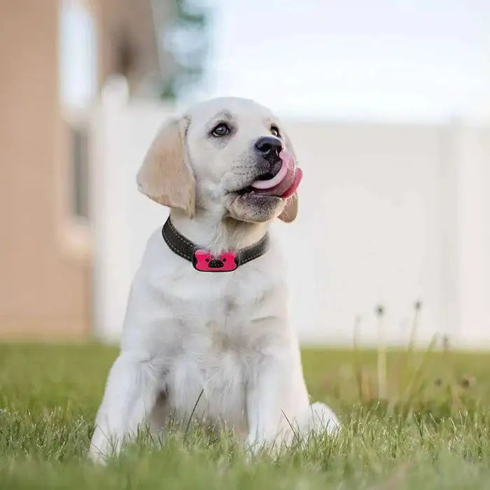 Anti-Bark Collar | Safe & Effective Dog Training